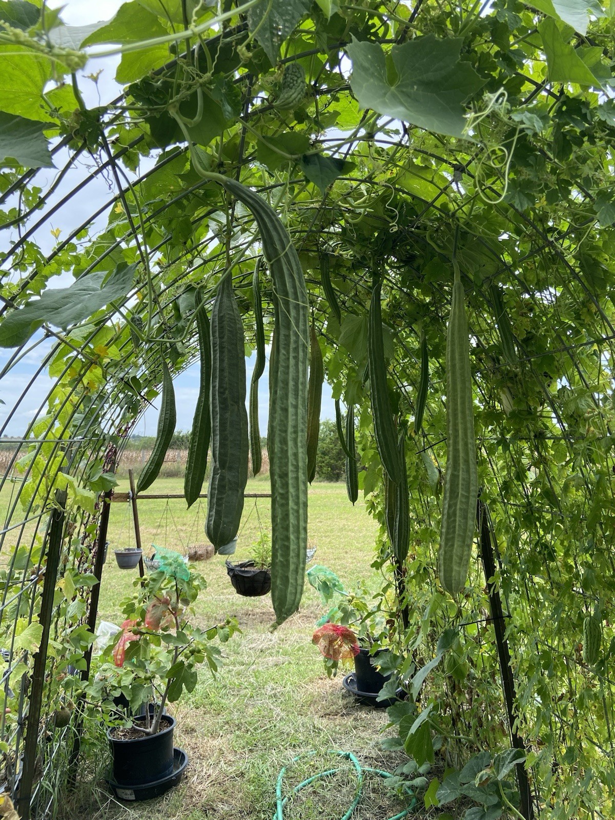 LUFFA (RIDGE GOURD) – 15 Fresh Seeds – FREE Shipping