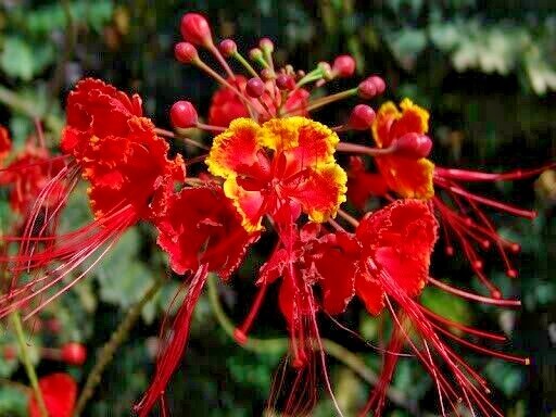 MEXICAN RED BIRD of PARADISE SEEDS (C. Pulcherrima) DWARF POINCIANA Flower Shrub