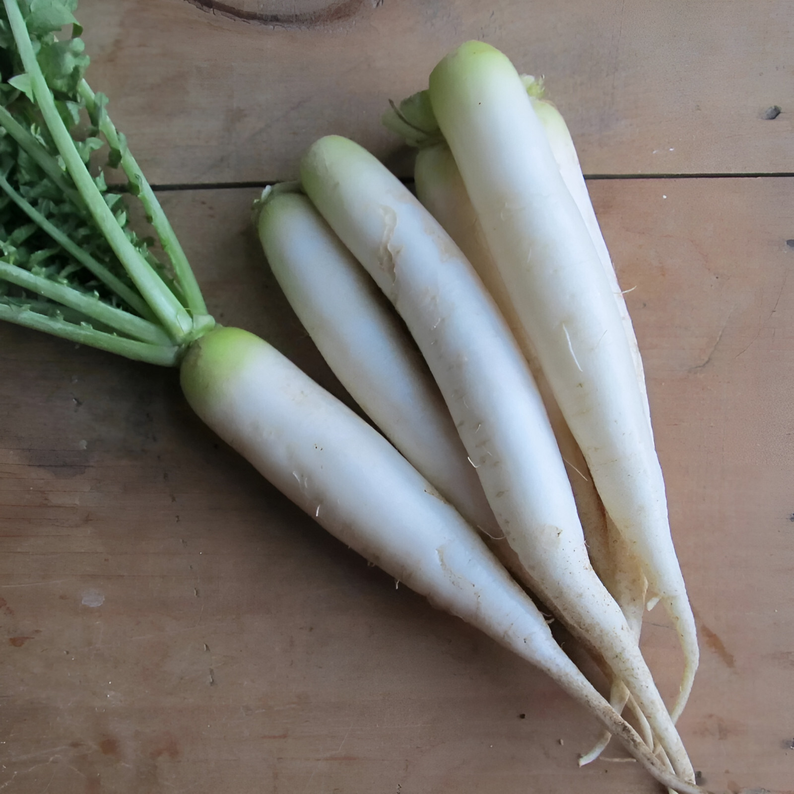 350 Heirloom Daikon Minowase Radish Seeds – Super Fast Growing! Organic NonGMO