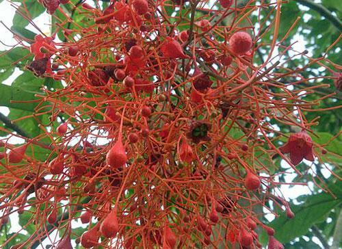 Brachychiton acerifolius | Flame or Lacebark Tree | 10 Seeds
