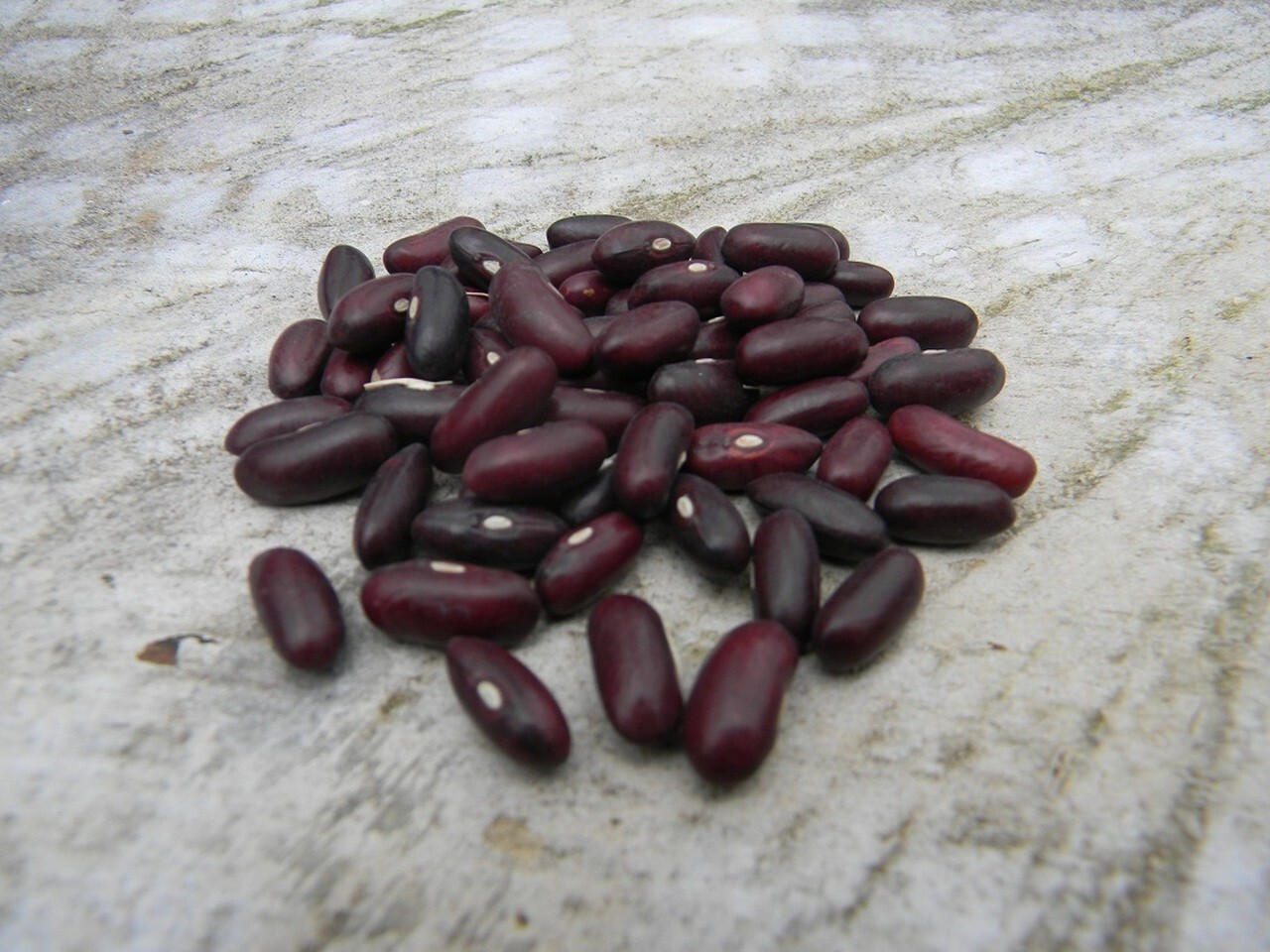 Bean Gold Rush -Yellow / Green Provider-Valentine-French Garden Bush/Organic