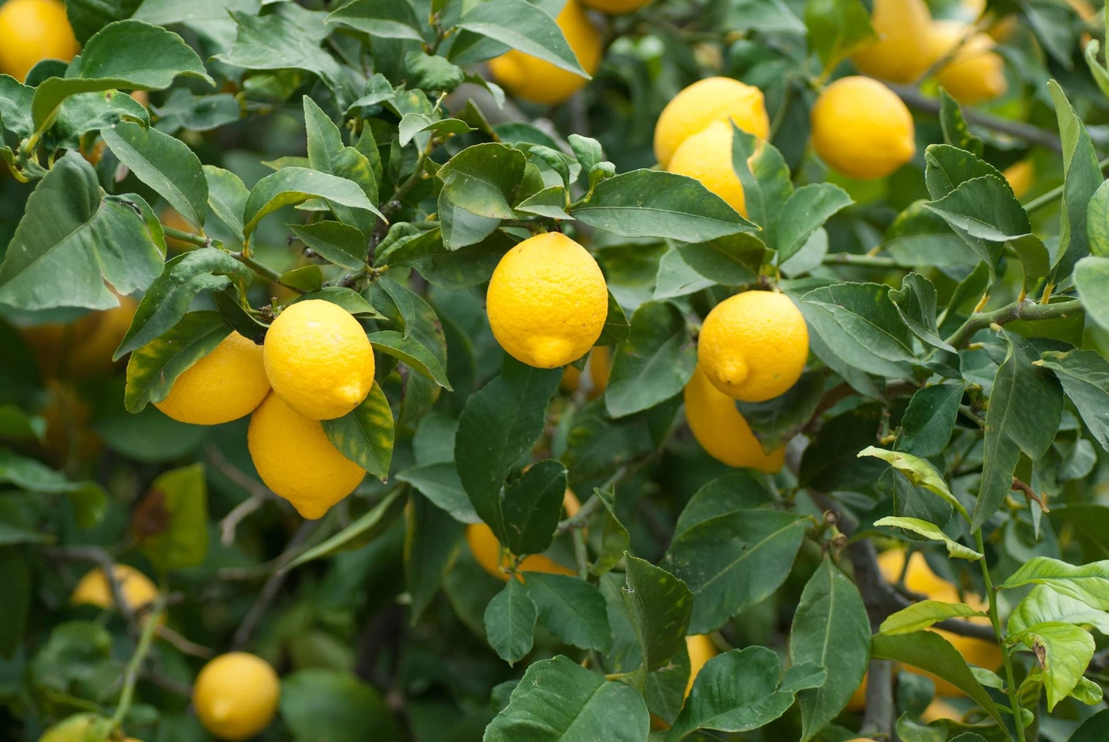 Dwarf Lemon Bonsai Tree Seeds for Planting – 30+ Seeds – Ships from Iowa, USA