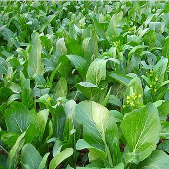 Yu Choy Sum Seeds, Early Flowering Brassica Greens, Heirloom, FREE SHIPPING