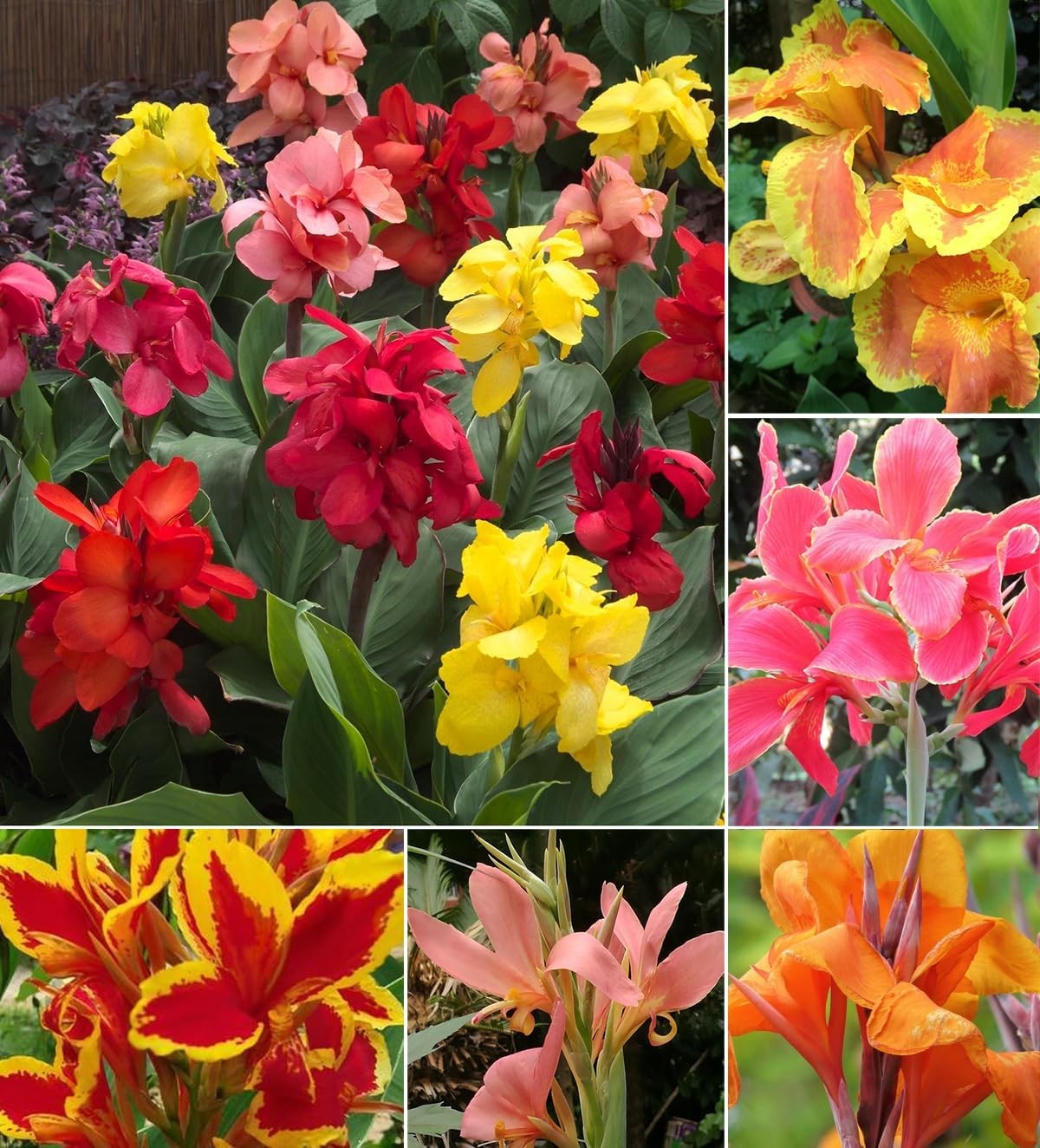 15+ Canna Lily Seeds Mix Colors Flowers Garden Plant Planting