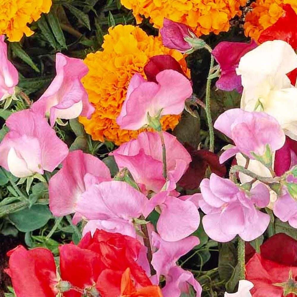 Knee High Sweet Pea Seeds | NON-GMO | Heirloom | Fresh Garden Seeds