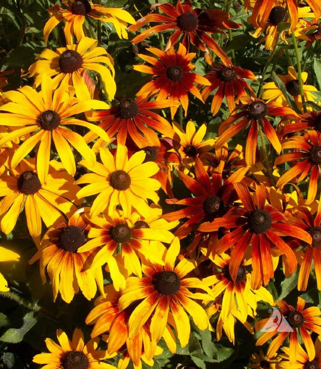 GLORIOSA DAISY Rudbeckia Hirta Heirloom Native Perennial Non-GMO 1000 Seeds!