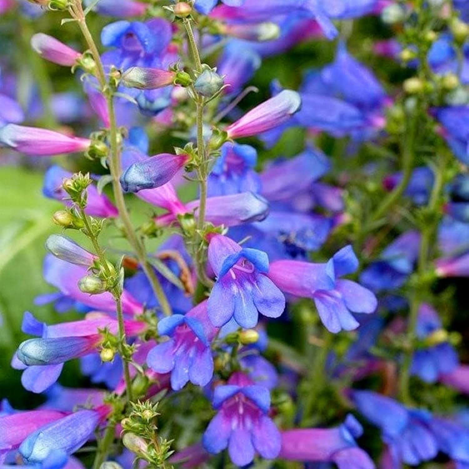 Penstemon Spectabilis Seeds, 500 Count, Showy Penstemon Native Wildflower for…