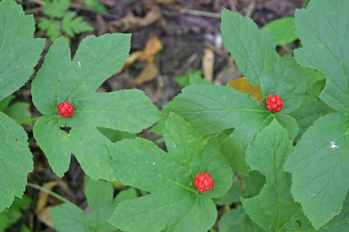2 Goldenseal roots for planting ~Woodland Gardens ~Winter Hardy ~live bare root
