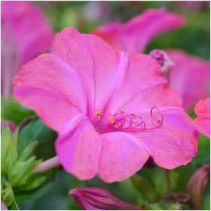 Pink Four O’ Clock Seeds For Planting (Mirabilis jalapa)