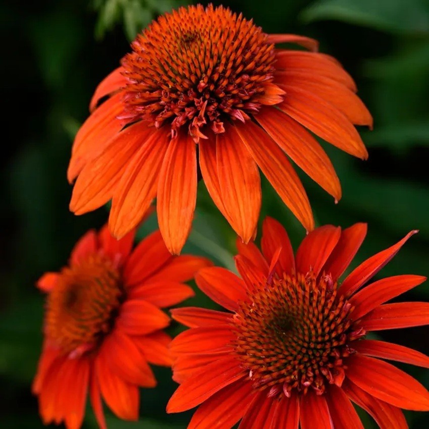 50 Moab Sunset Coneflower Seeds Echinacea Perennial Seed Flowers US SELLER