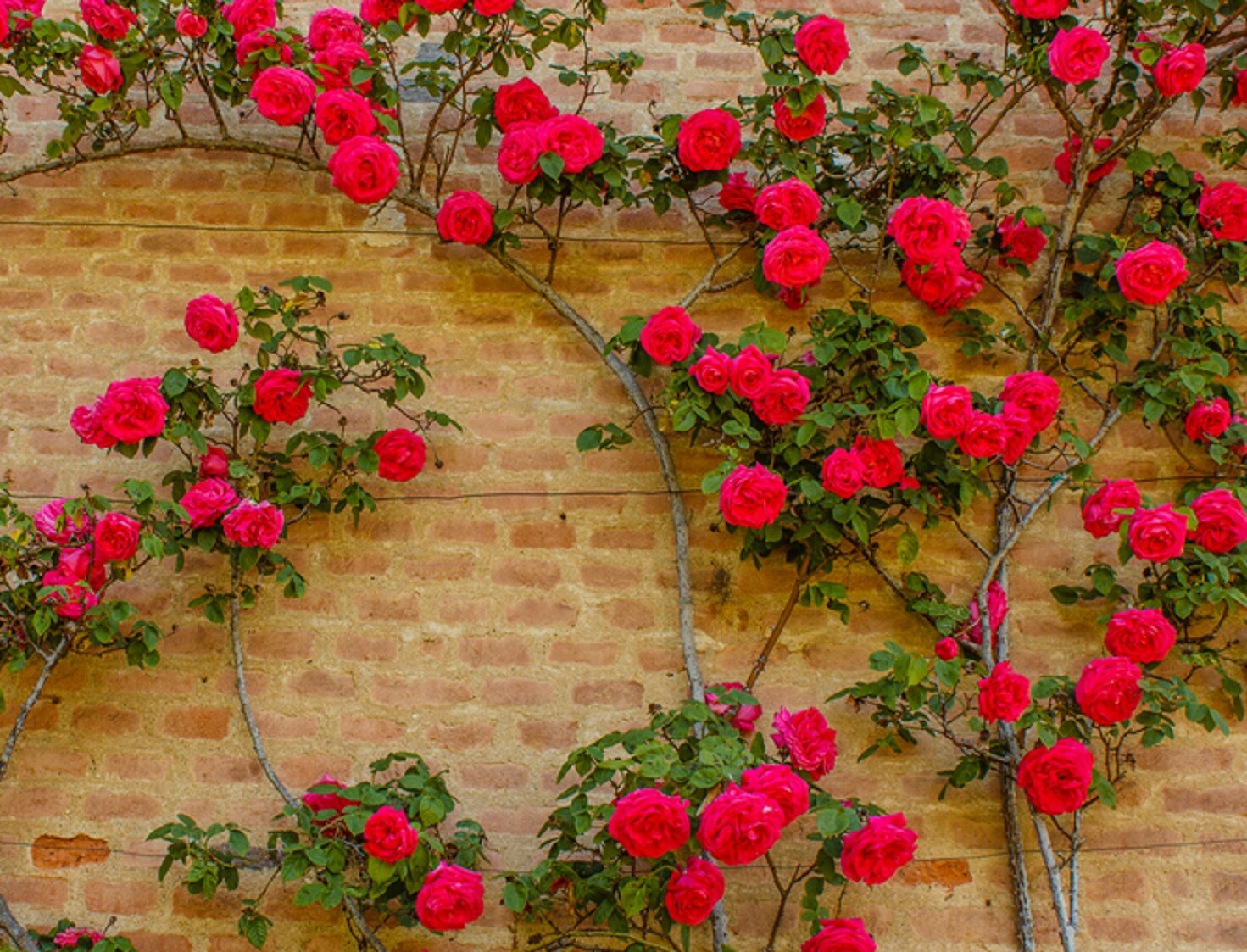 50 Climbing Rose Vine Seeds – Amazing Growth and Beautiful Roses