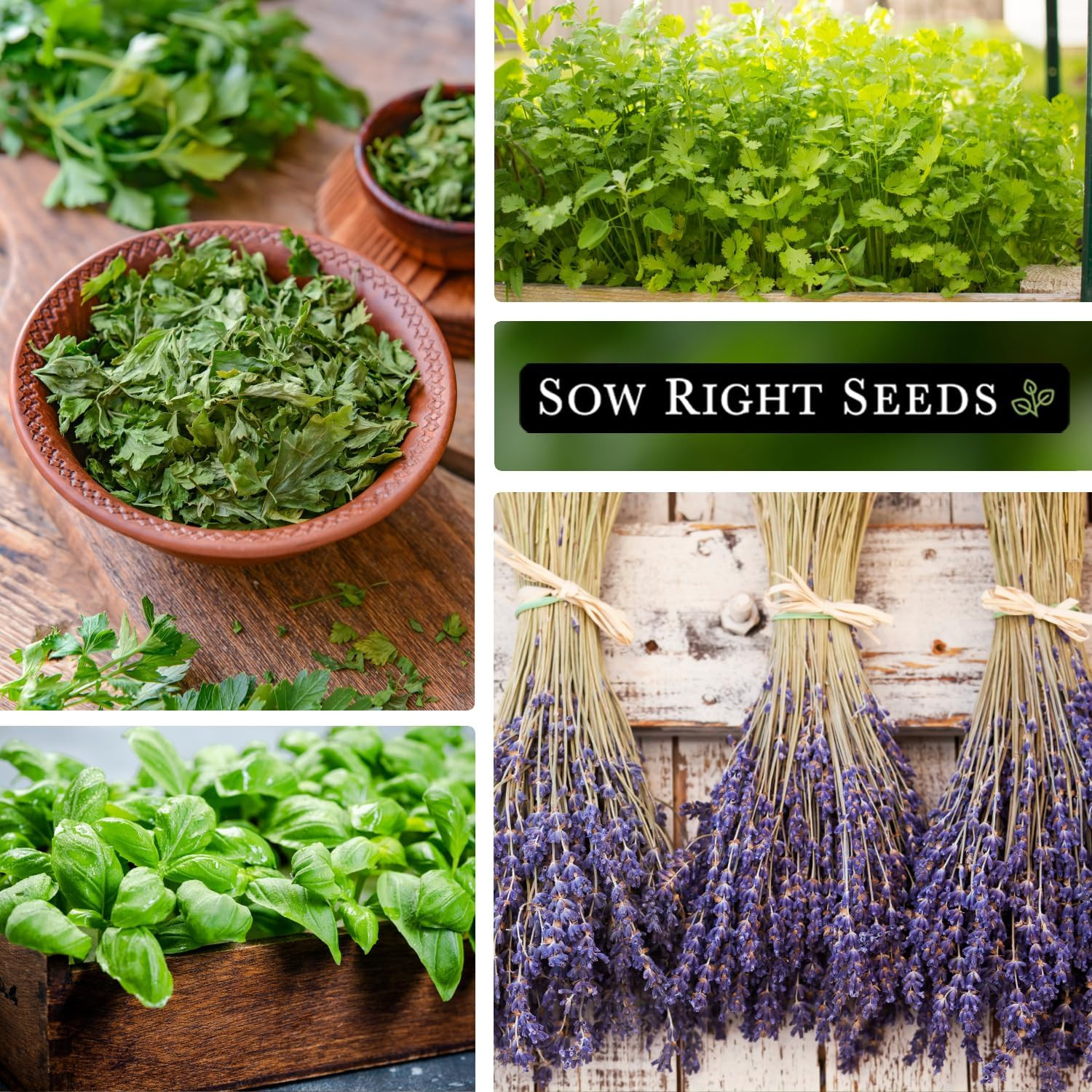 – Most Popular Herb Seed Collection for Planting – Mint, Lavender, Sweet Basil,