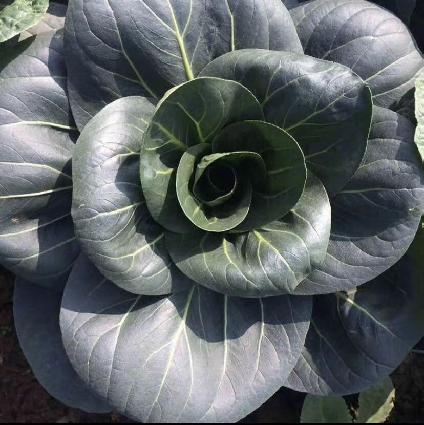 300+Seeds Chinese Cabbage Pak Choi SuzhouQing Choi 300多粒苏州青油菜，青菜种子 2023年新种子