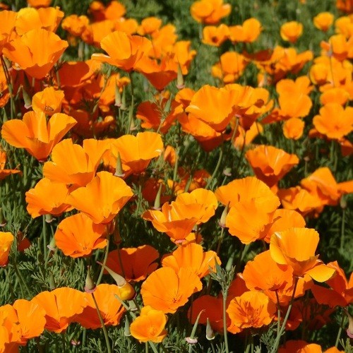 Classic Orange California Poppies Eschscholzia californica Fresh Ready To Plant