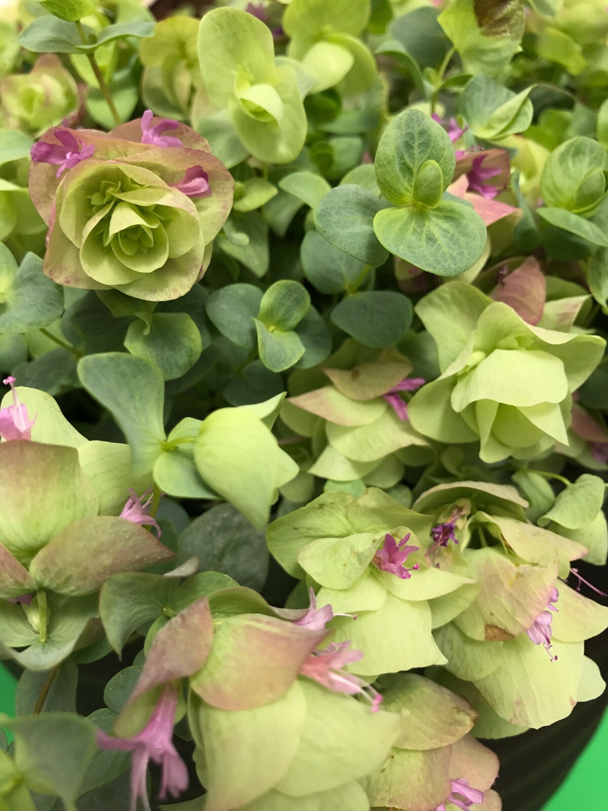 MPB#3 Kirigami Oregano 50 Seeds Ornamental Oregano Trailing Oregano