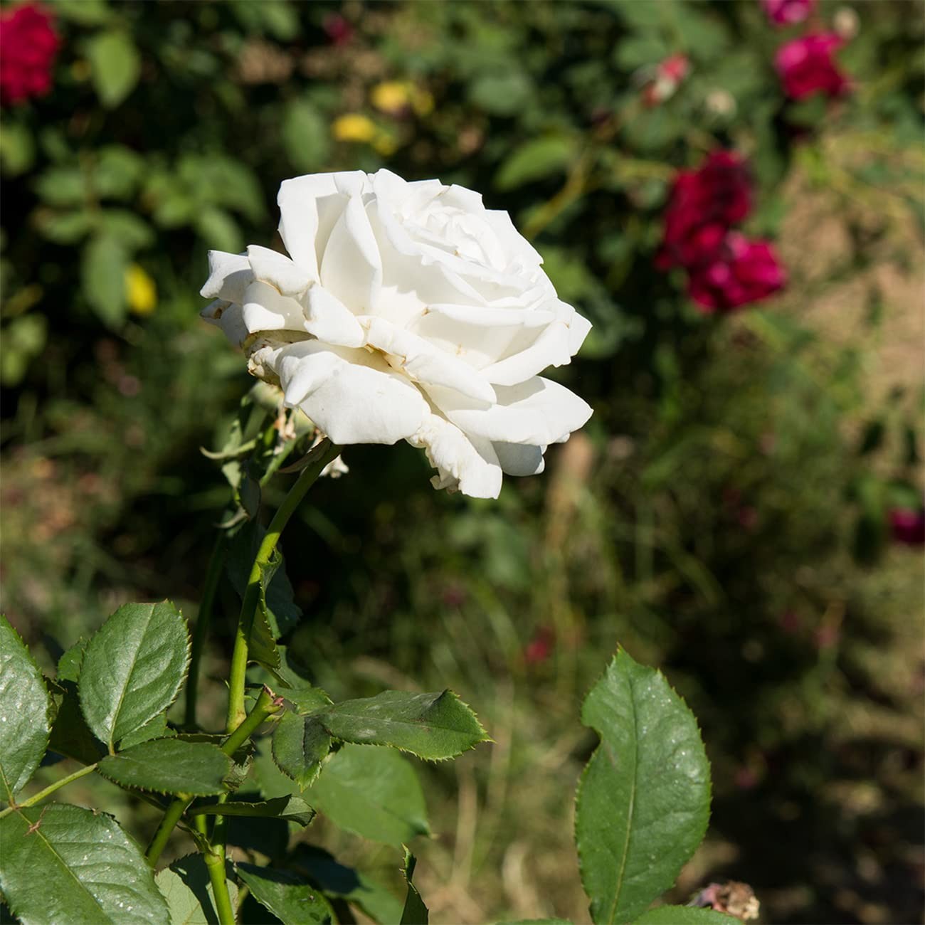 White Drift Rose Tree 3-4 Feet | Live Trees Outdoor Planting | Reblooming Flo…