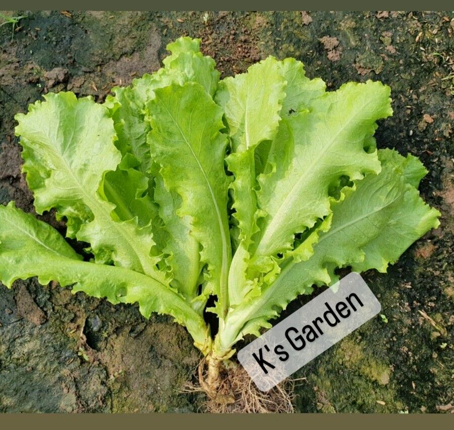 1000+PCS VIETNAMESE GREEN LETTUCE SEEDS, XÀ LÁCH XOĂN GIÒN |98% GERMINATION|