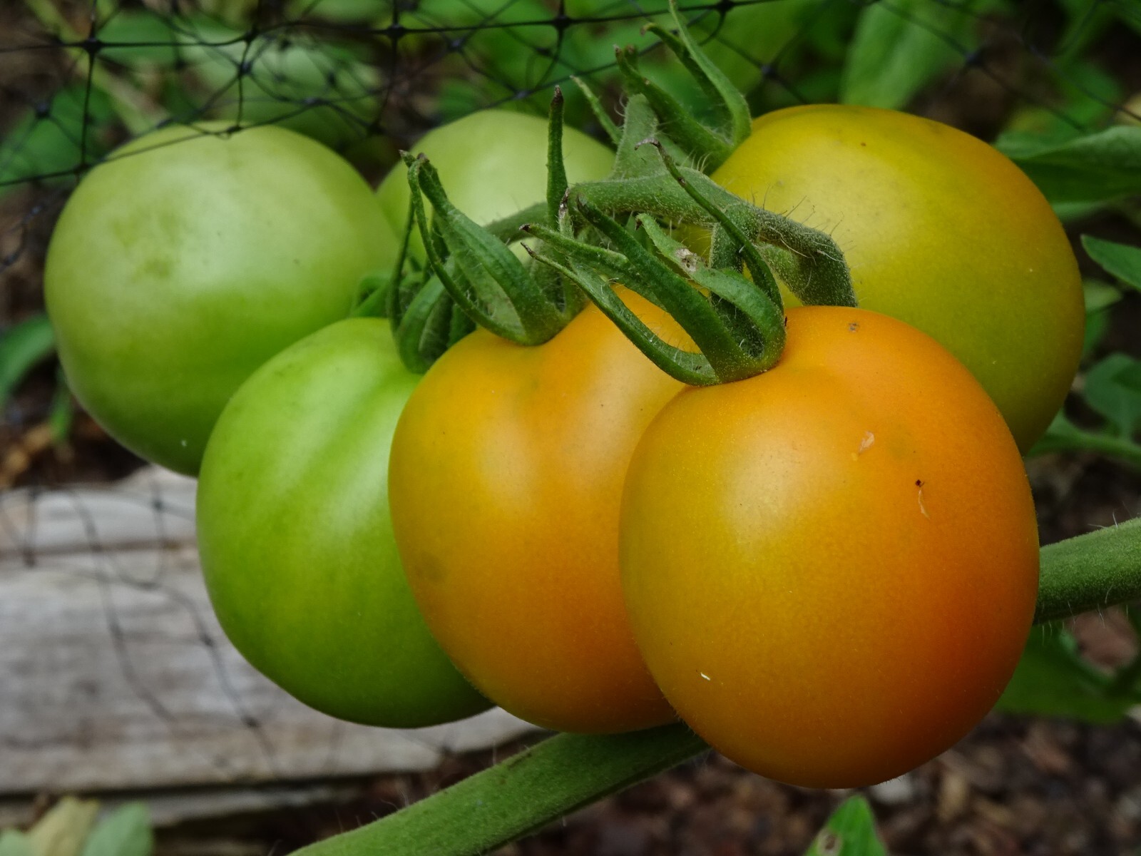 Extra Eros Zlatolaska Orange Heirloom Plum tomato 25seeds Organic from2024 RARE