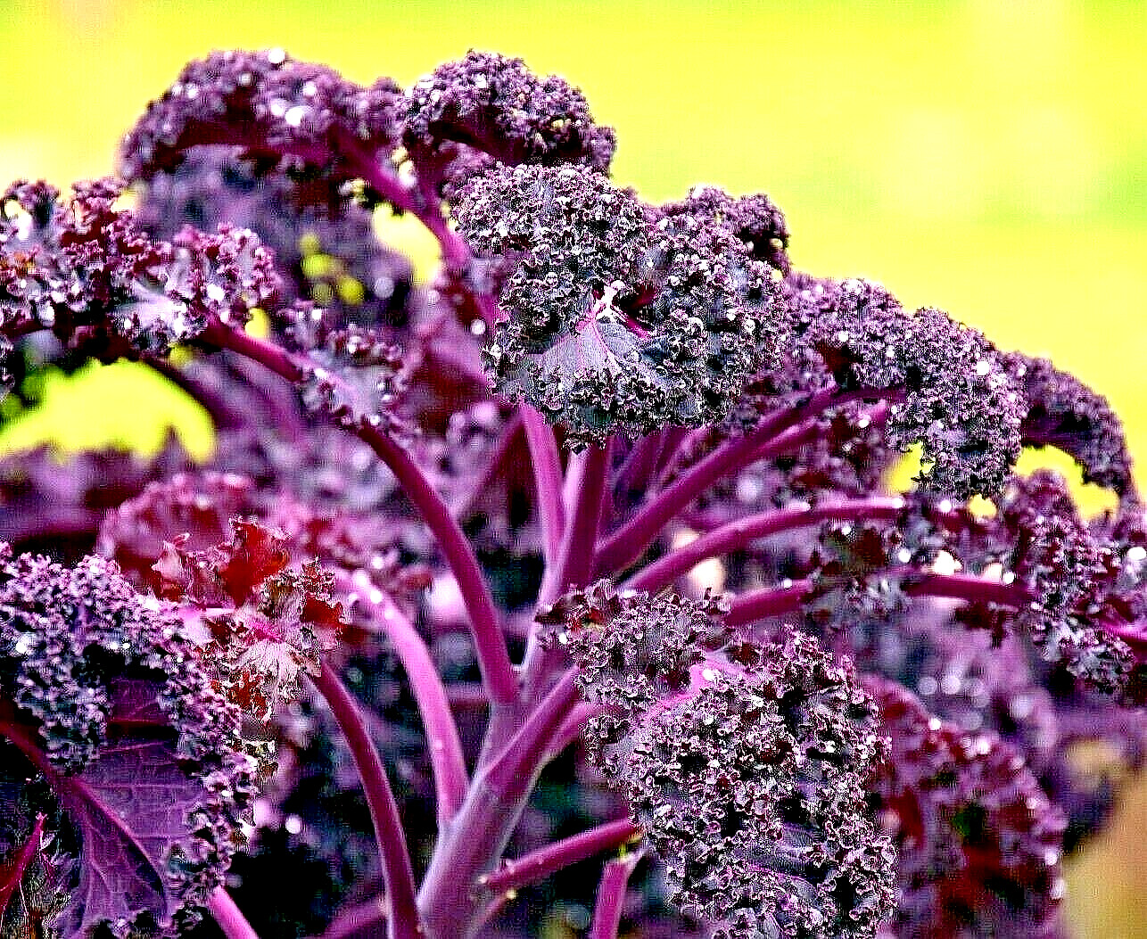 300+ KALE ORNAMENTAL BORECOLE RED SEEDS AUTUMN GARDEN BEAUTIFUL DEER RESISTANT