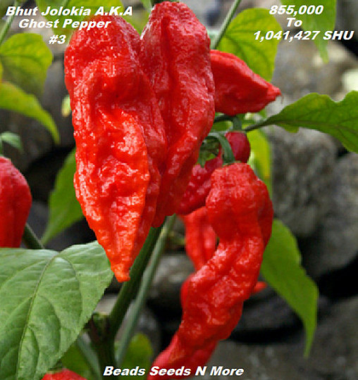 COMBO PACK 2 KINGS” Carolina Reaper HB22a & Ghost Pepper 80+ Seeds