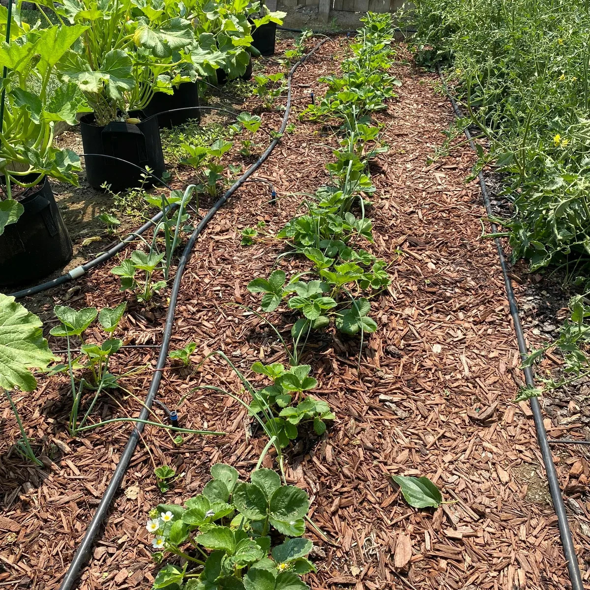 12 Strawberry Plants ” Jewel”-Superb Quality (Pack of 12 Bare Root)Zones: 4-9
