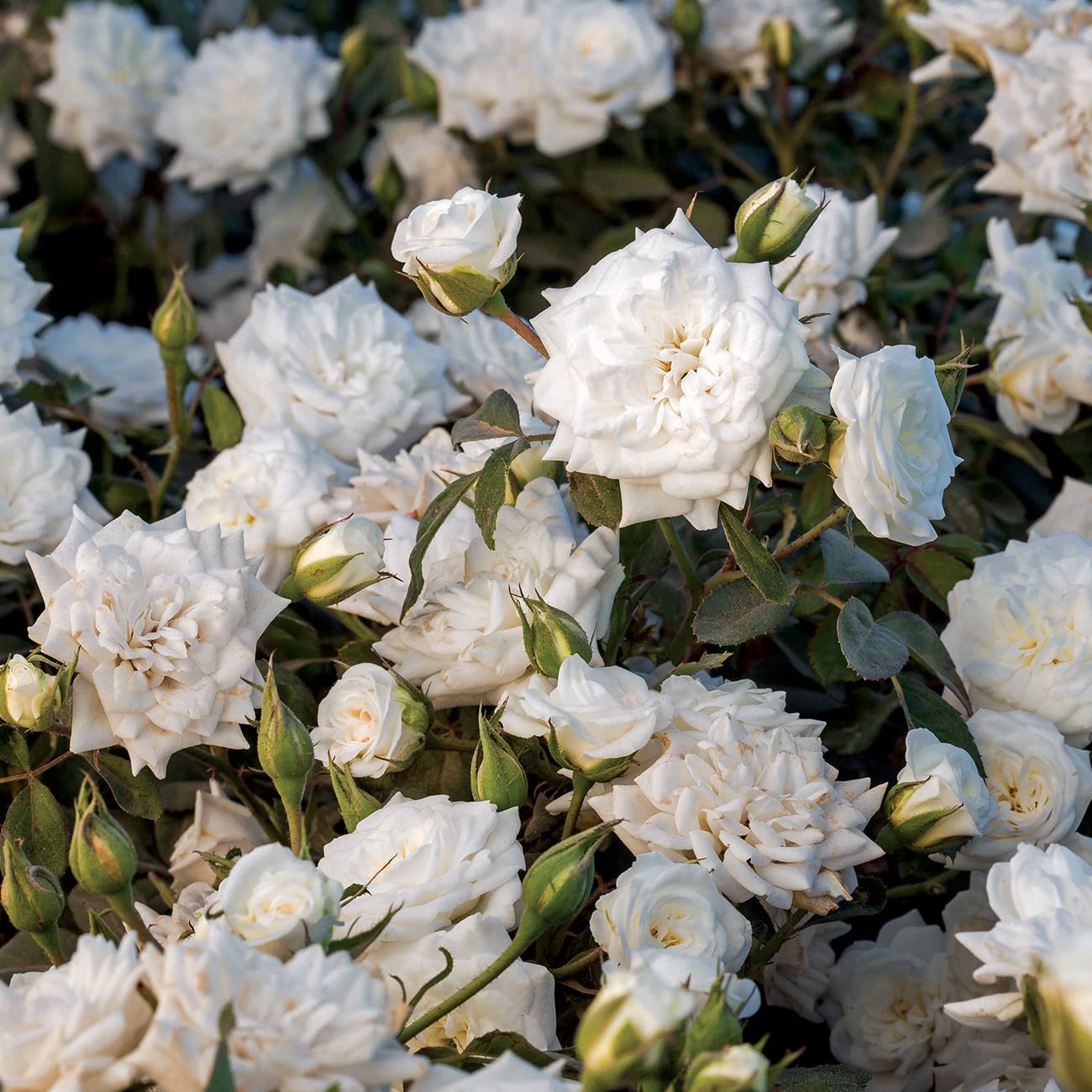 White Drift Rose Tree 3-4 Feet | Live Trees Outdoor Planting | Reblooming Flo…
