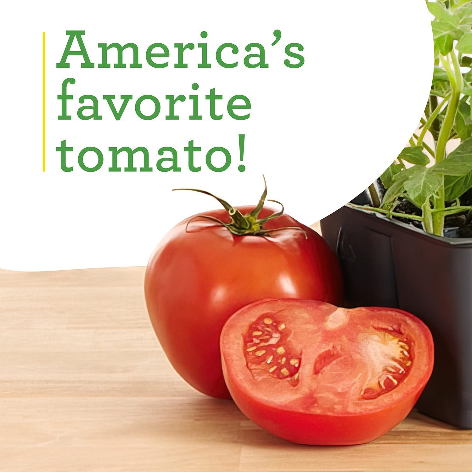 Better Boy Tomato Plants – 4 Pack, Disease Resistant, Non-GMO, Large 16 oz Fruit