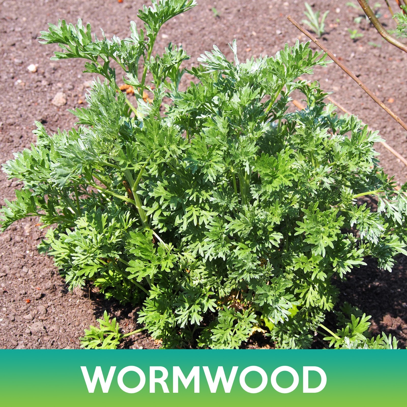 Wormwood Seeds, Artemisia absinthium