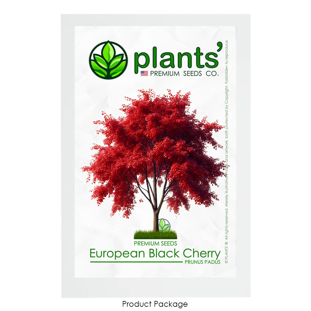 European Black Cherry Tree | Premium Seeds | Prunus padus ‘Fall’ | Plants’®
