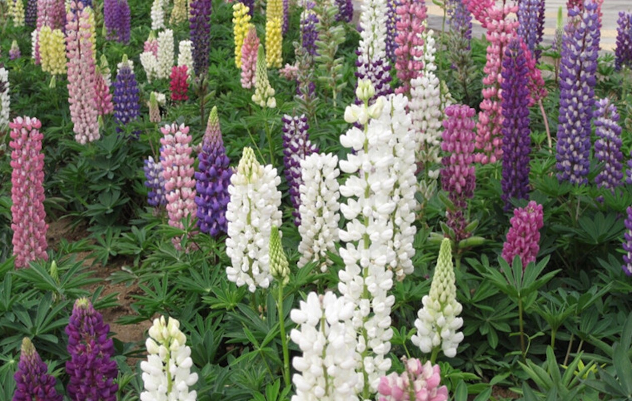 20 SEEDS white LUPINE lupin flower exotic bush garden bed bloom plant USA Seller