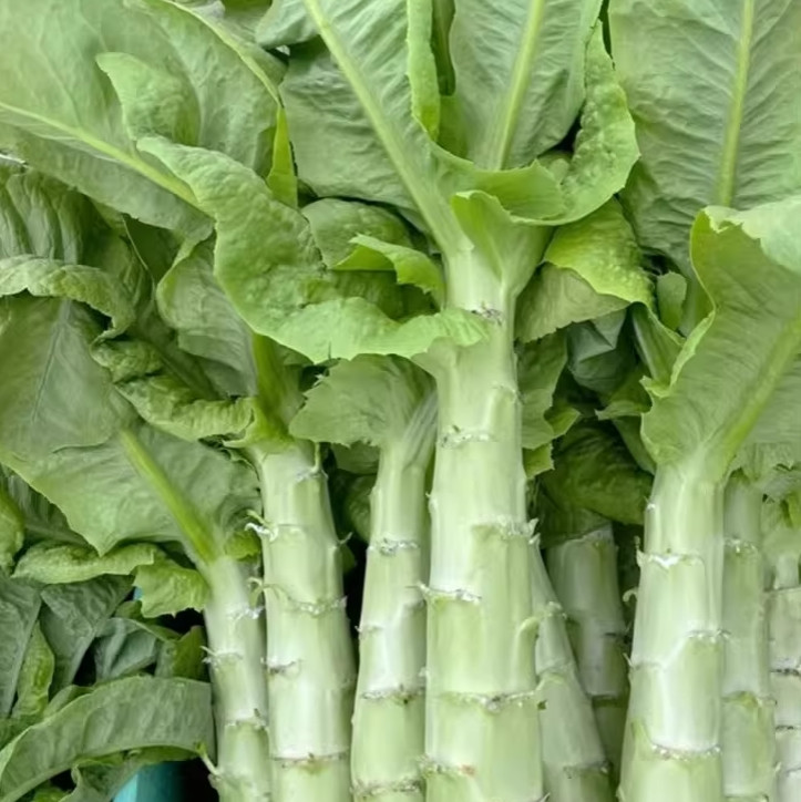 Lettuce Seeds Stem Lettuce Seeds Crisp Green Heirloom 50/100 Pcs（Seeds only）
