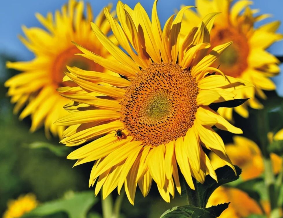 25+Seeds|Mammoth Grey Stripe Sunflowers Seeds #E025