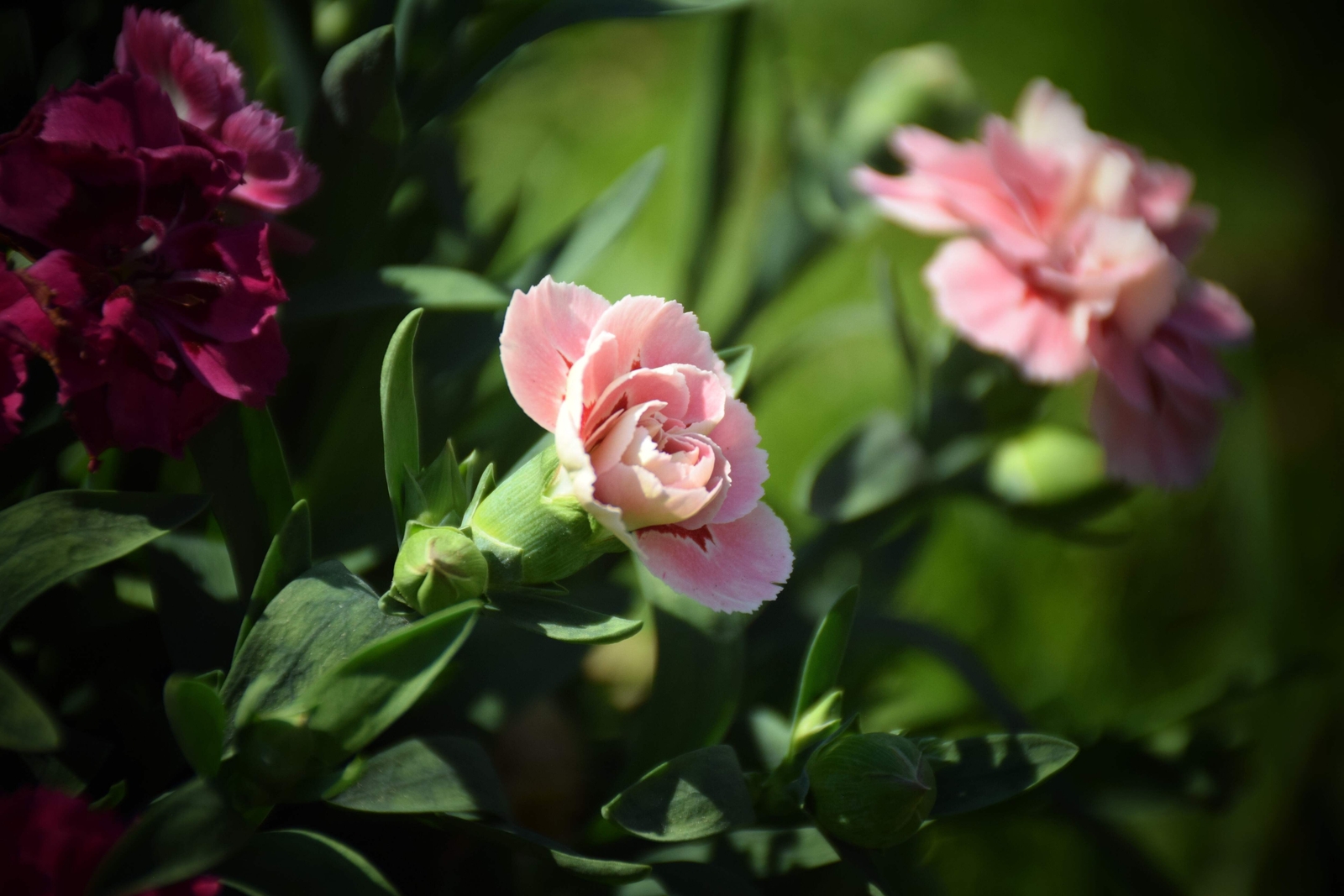 50 La France PINK CARNATION Dianthus Caryophyllus Chabaud Flower Seeds *Comb S/H