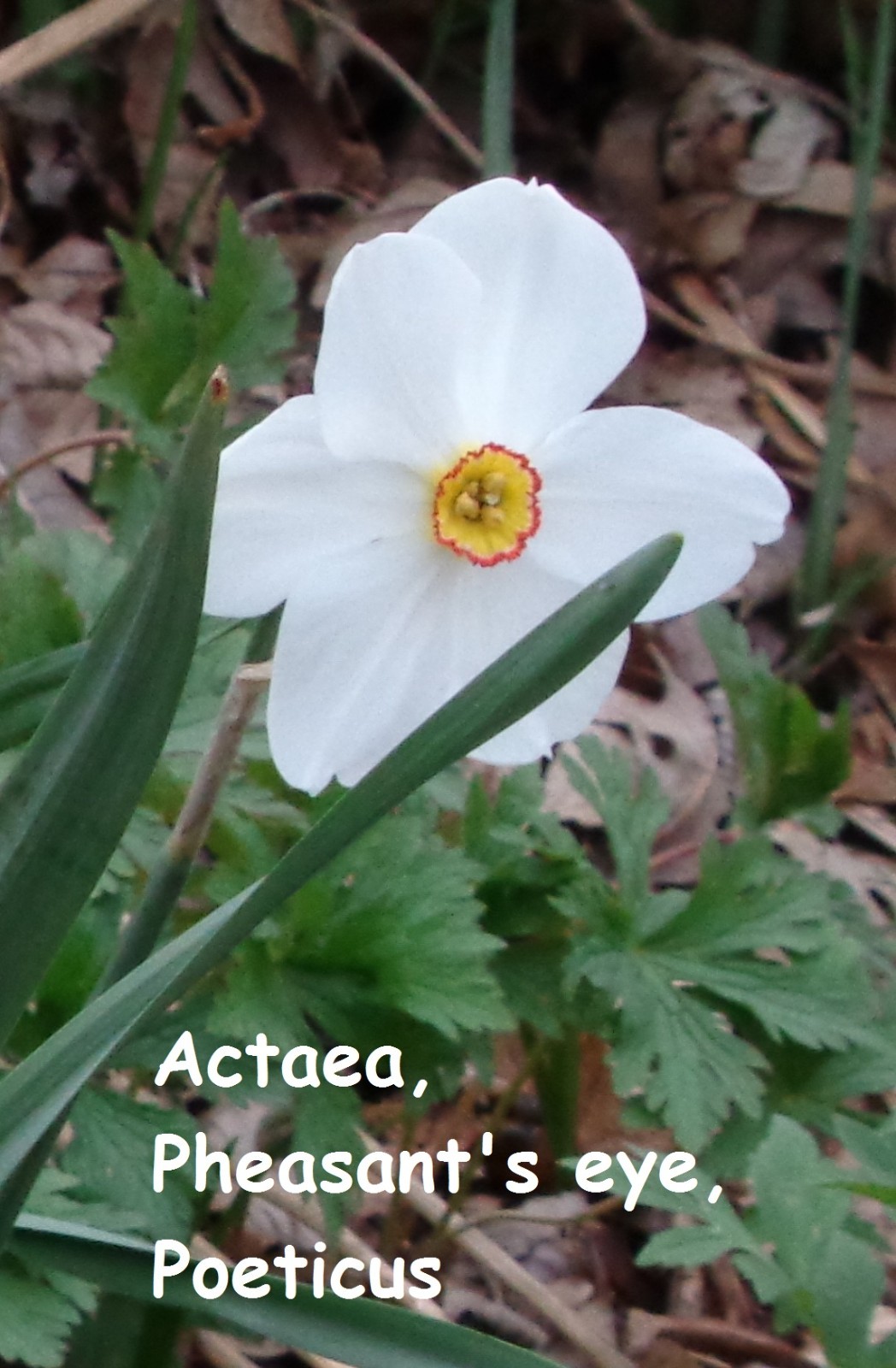 15 DAFFODIL BULBS var. ACTAEA / POETICUS Narcissus Jonquils FromMyGarden*PlsREAD