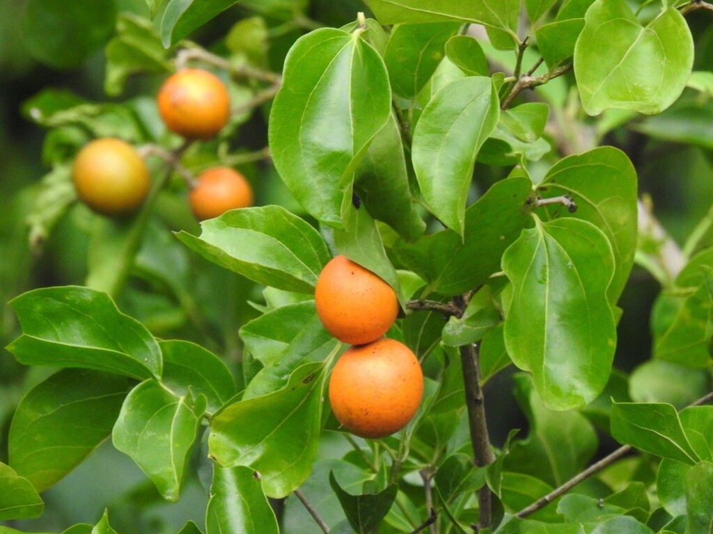 Rare Exotic Tropical Tree 5 Seeds – Strychnos Species Botanical Specimen