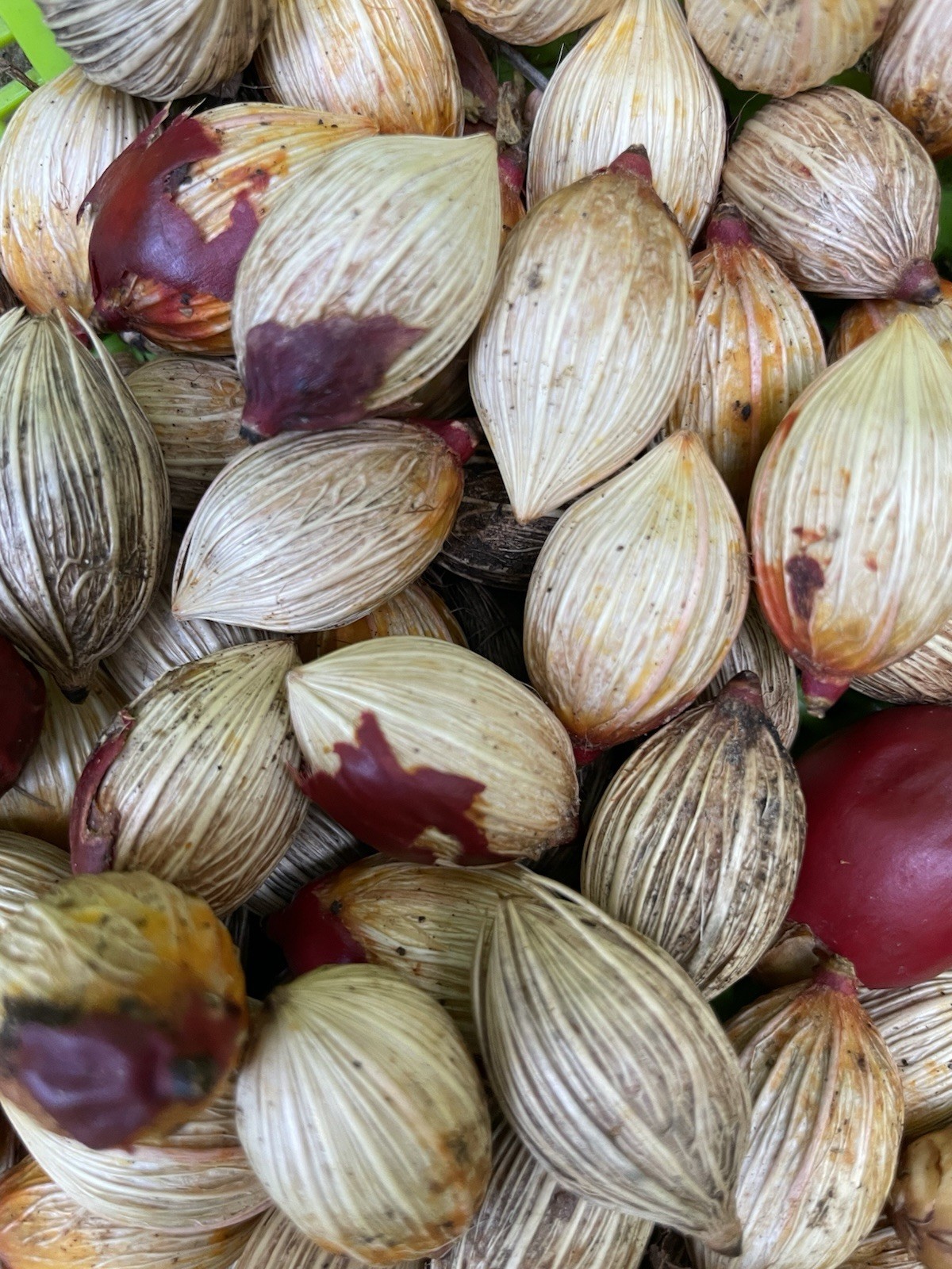 50 Seeds Christmas Manila Palm Tree Adonidia merrillii HAWAII GROWN Manoa Oahu