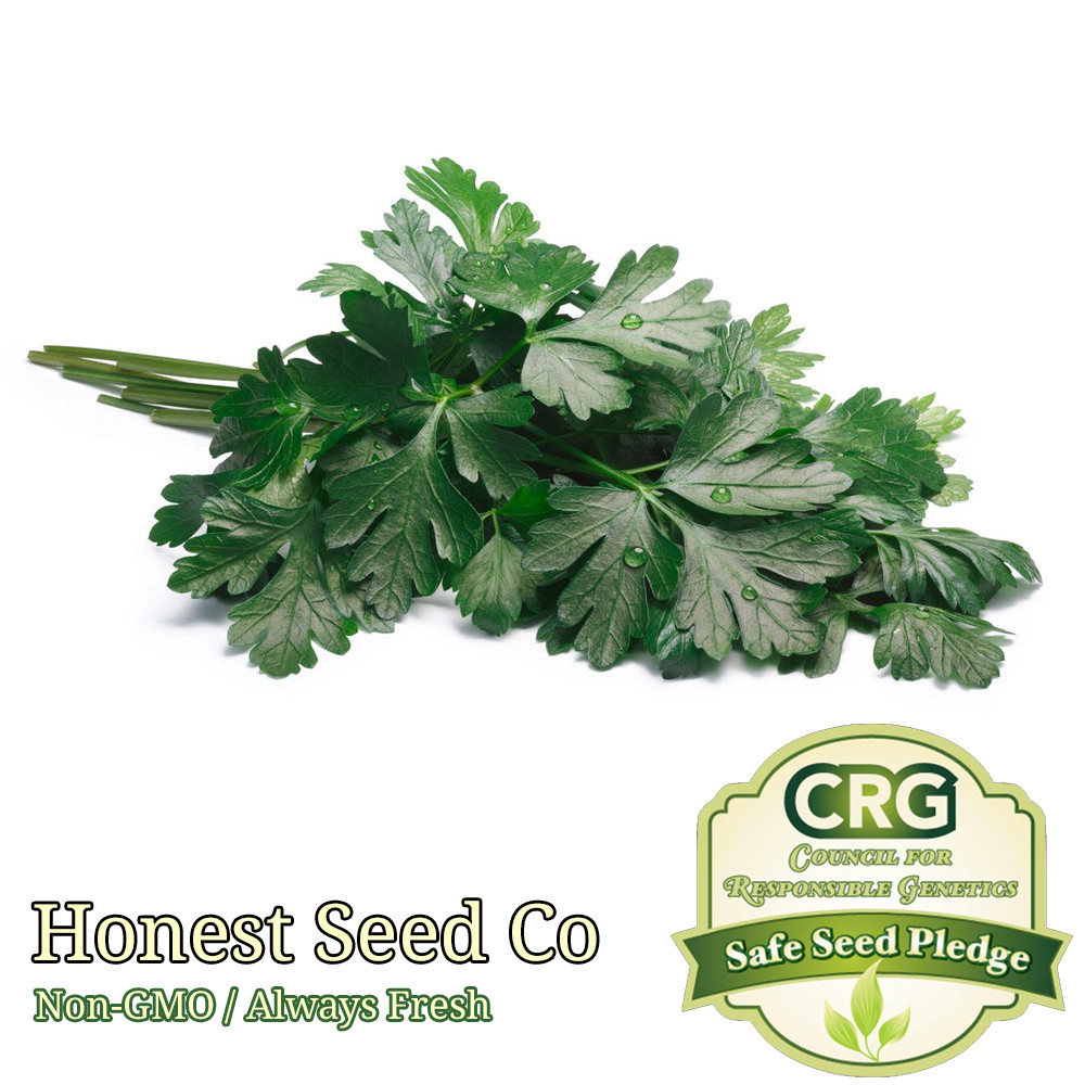 Dark Green Italian Flat Leaf Parsley | Non-GMO | Fresh Seeds for Herb Garden