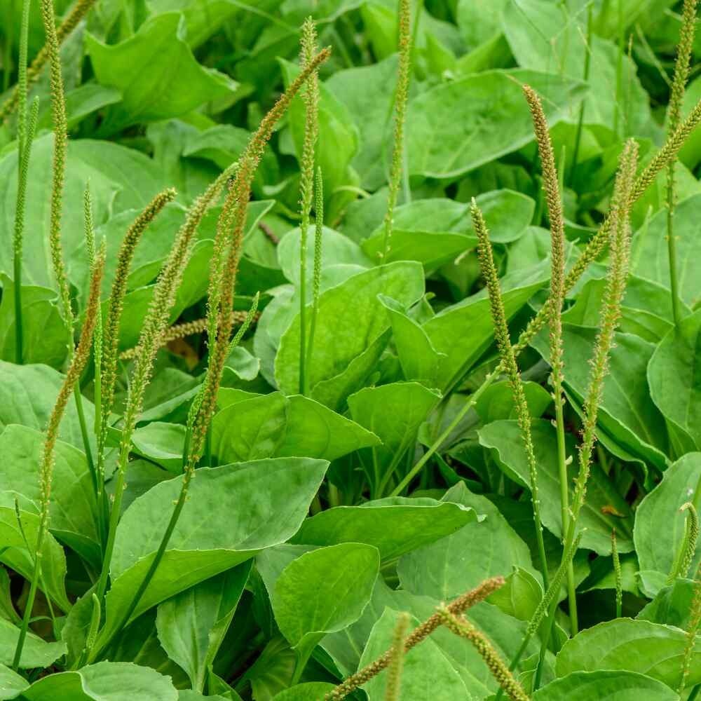 Common Plantain 500+ seeds clean