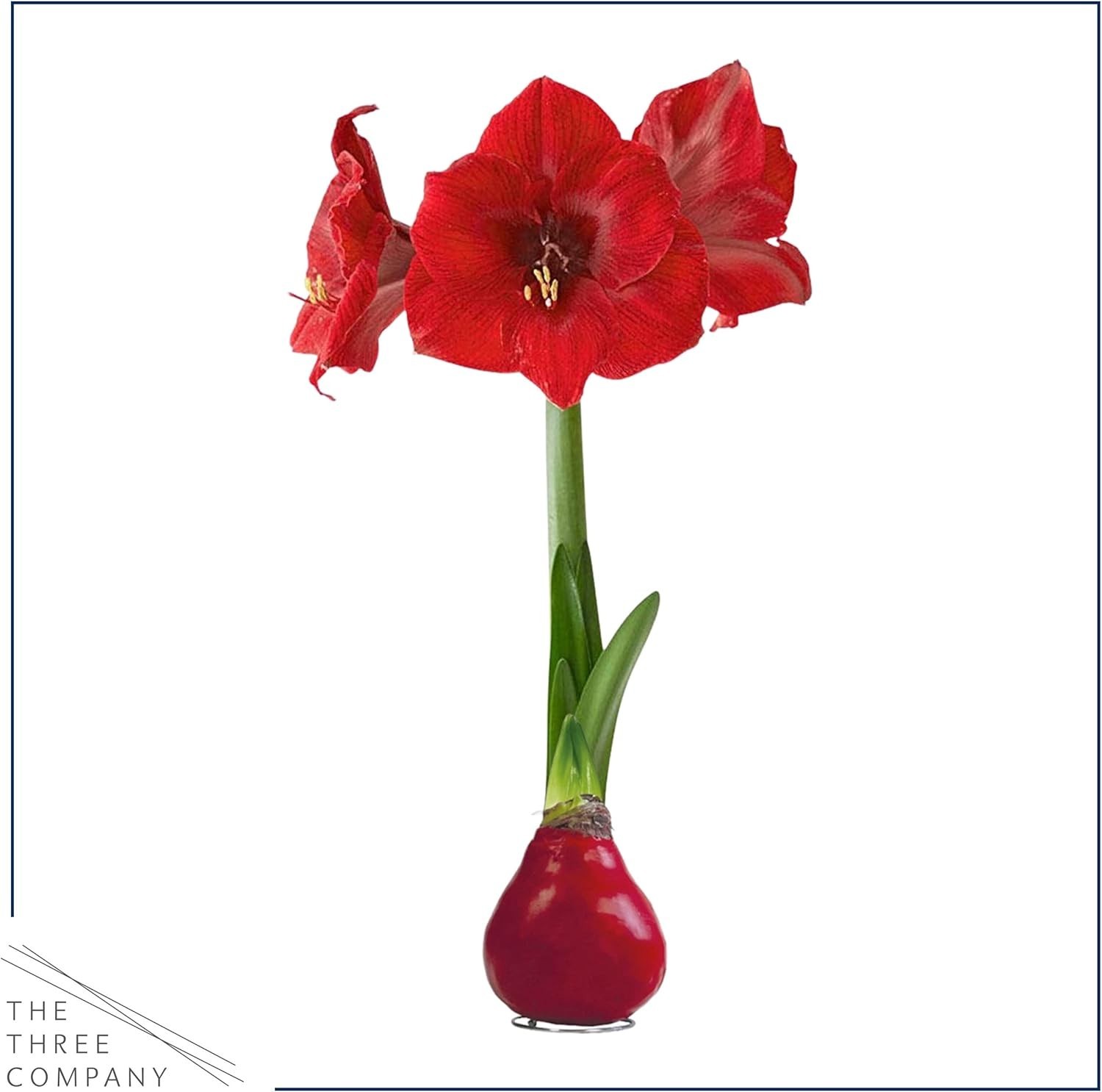 Low-Maintenance Red Waxed Amaryllis Bulb – Stunning Indoor/Outdoor Holiday Décor
