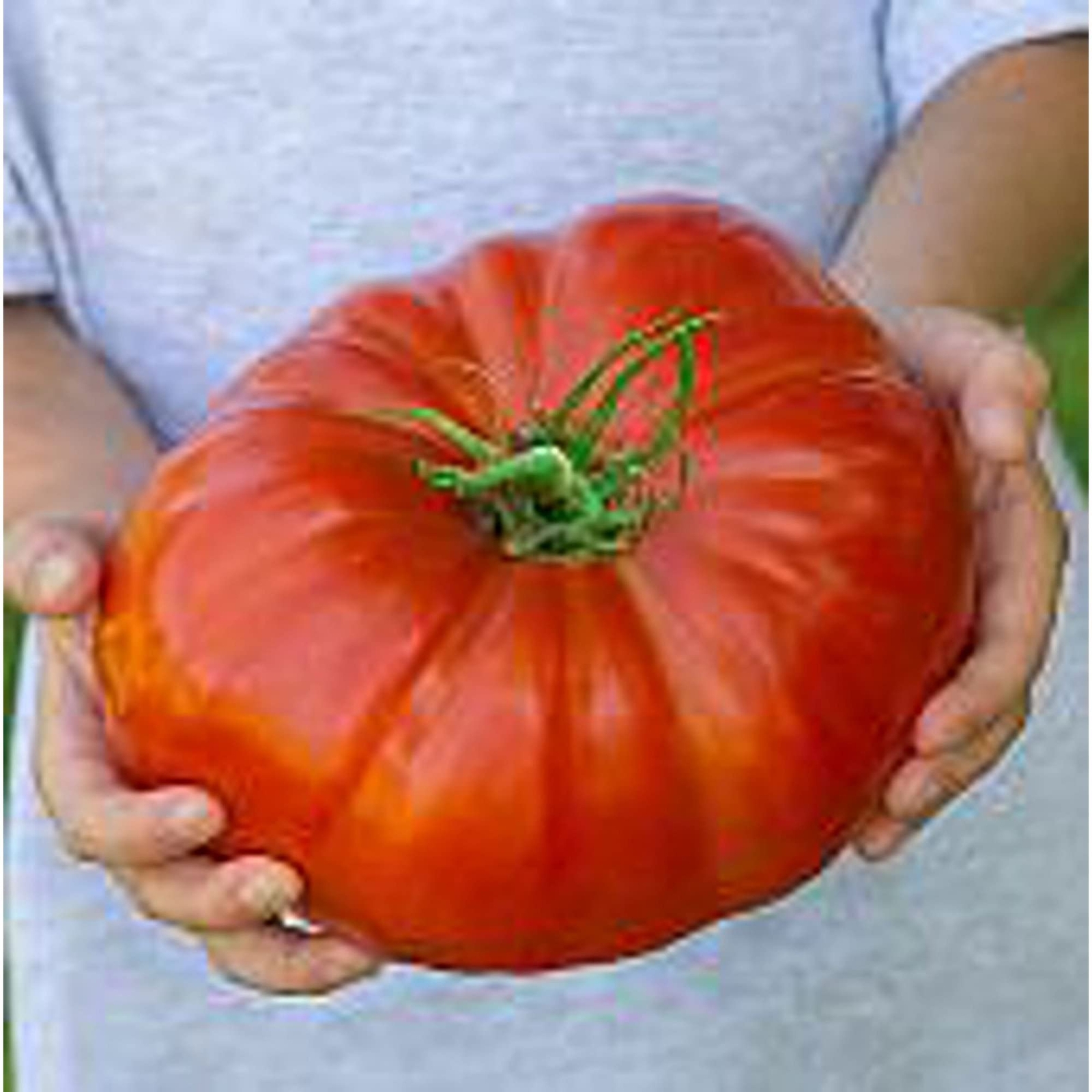 Steakhouse Tomato Seeds (20+ Seeds) | Non GMO | Vegetable Fruit Herb Flower Seed