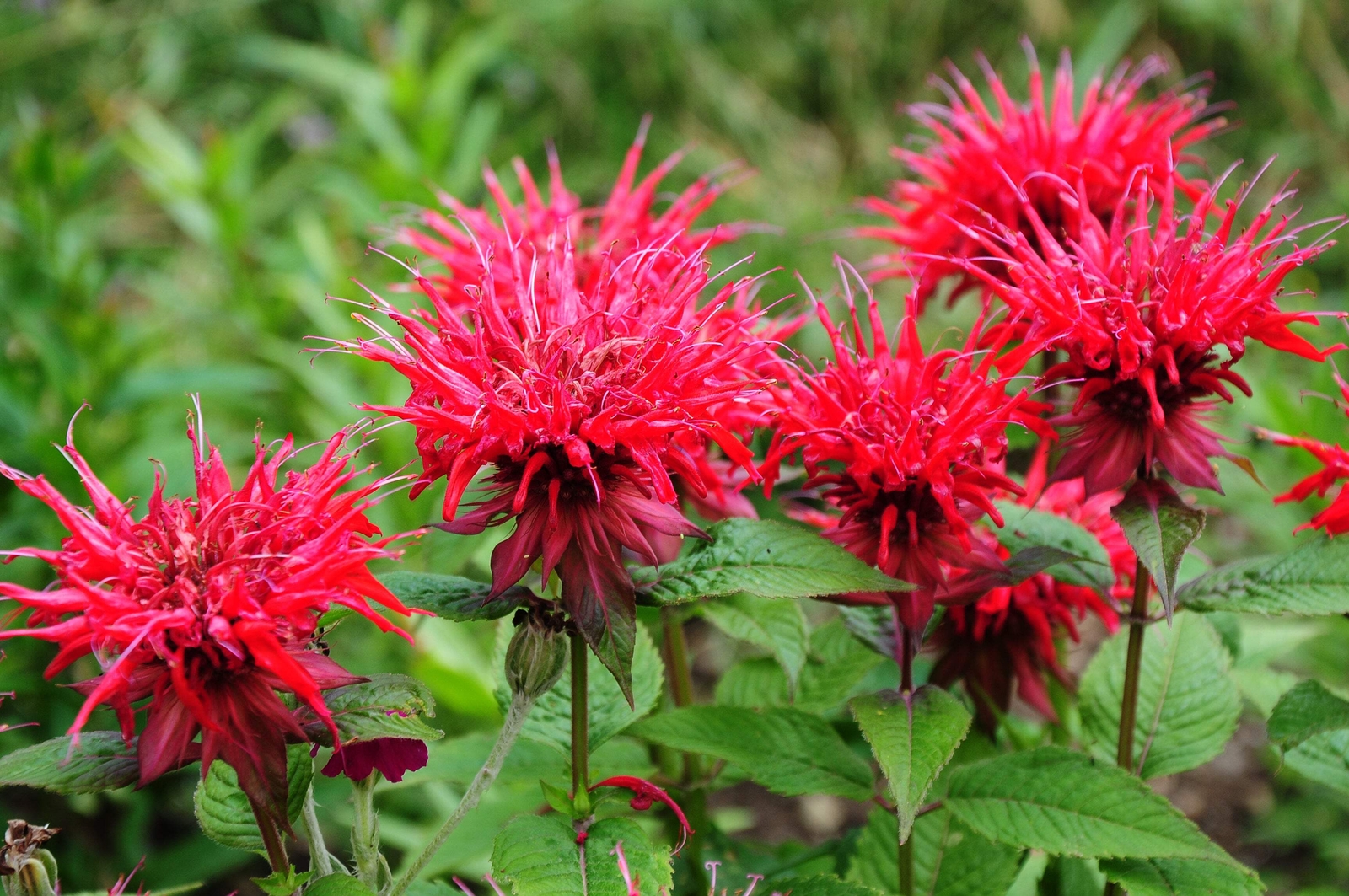 10 Panorama RED BEE BALM / MONARDA DIDYMA Oswego Tea Flower Seeds *Flat S/H