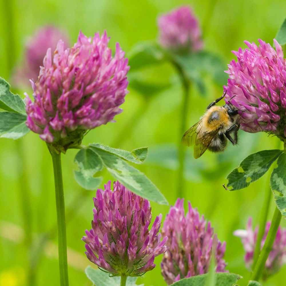 2 LBS – Inoculated Red Clover Seeds – Trifolium Pratense Clover