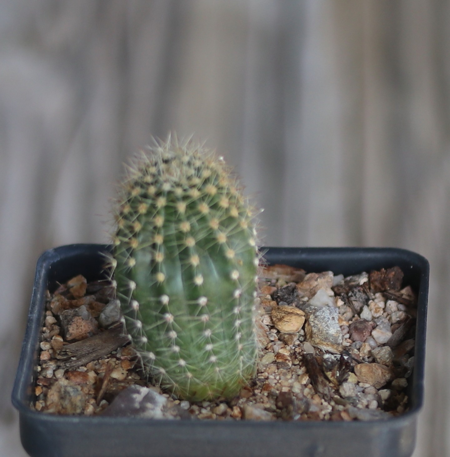 Echinopsis ‘Tabasco’