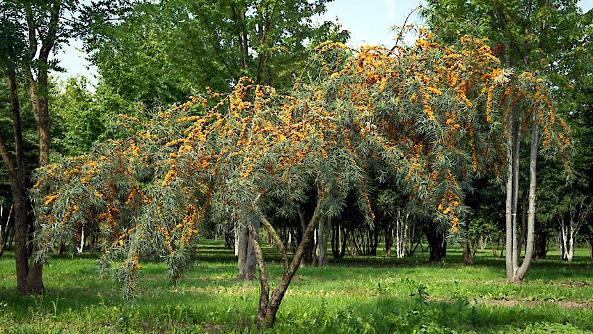 Sea Buckthorn “Seaberry” Tree Seeds (Hippophae Rhamnoides) Cold Hardy Fruit