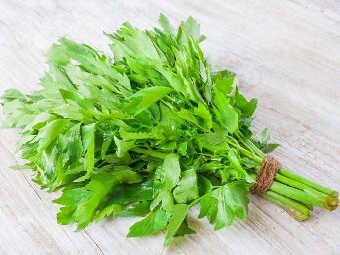 Lovage Seeds 250+ Common Herb HEIRLOOM PERENNIAL NON-GMO US SELLER FREE SHIPPING