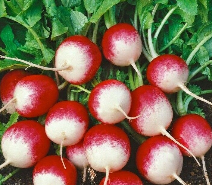 RADISH SEEDS 200+ SPARKLER survival GARDEN quick harvest VEGETABLE FREE SHIPPING