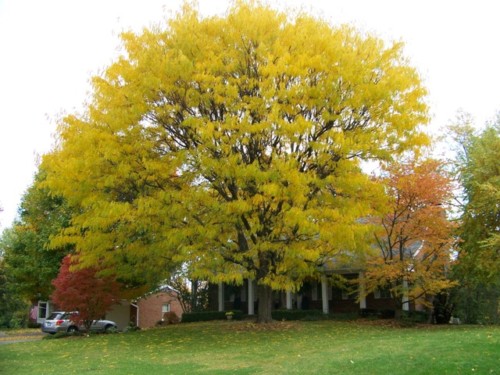 Honeylocust, Gleditsia triacanthos inermis, Tree Seeds (Fast, Hardy,)