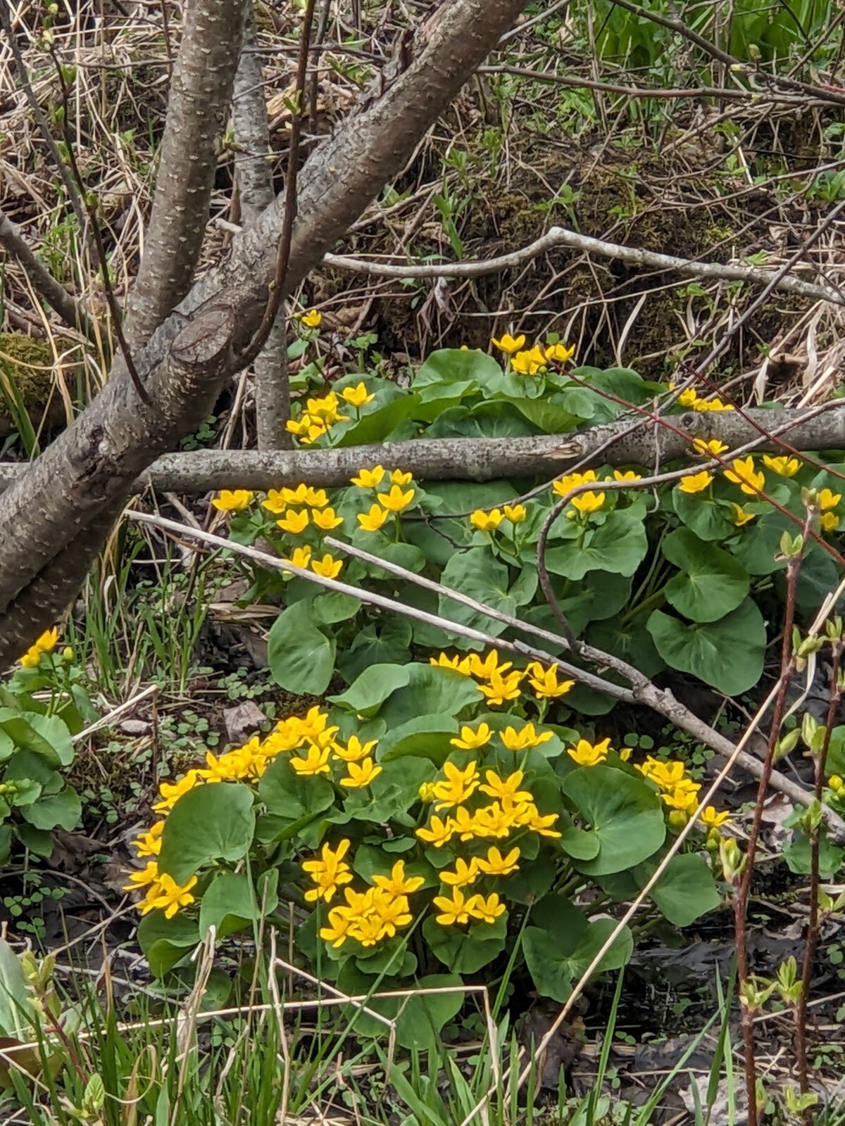 20 Perennial Marsh Marigold wildflower seeds zone 3-9