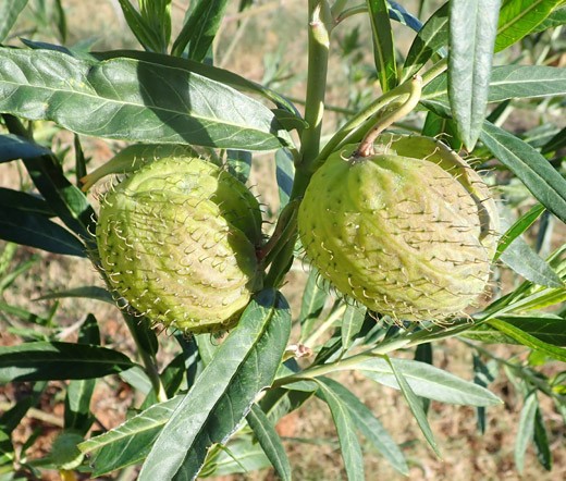 BALLOON PLANT Gomphocarpus Physocarpus – 20 Bulk Seeds