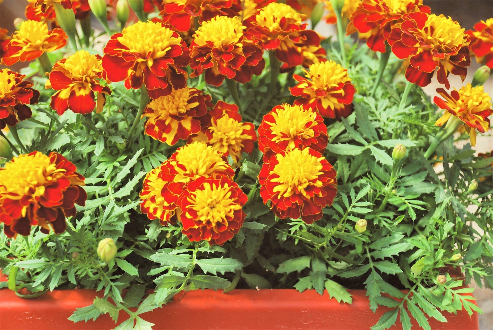 400 FRENCH MARIGOLD SPARKY Mixed Colors Tagetes Patula Flower Seeds *Flat S/H